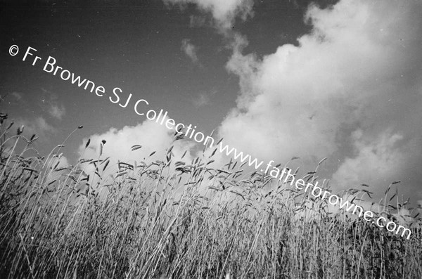 HARVESTING AT ST MARY'S  WHEAT & CLOUDS EMO COURT